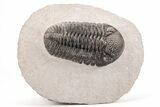 Prone Trilobite (Pedinopariops) - Mrakib, Morocco #210395-1